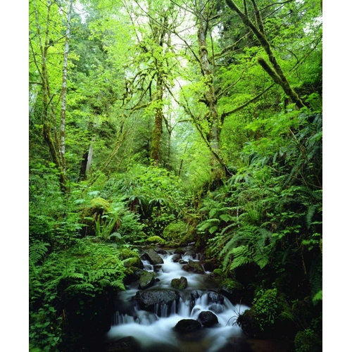 USA, Oregon, A stream in an old-growth forest